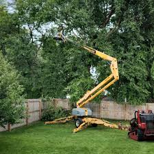 Trusted Anna, TX Tree Removal Experts