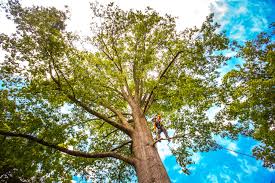 Best Tree Maintenance Programs  in Anna, TX