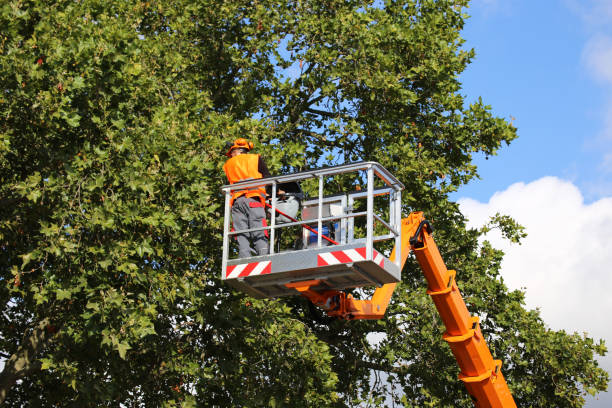 Best Pest Control for Lawns  in Anna, TX