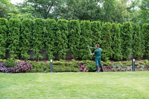 Best Stump Grinding and Removal  in Anna, TX
