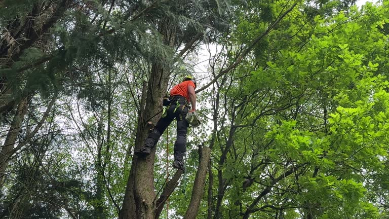 Best Leaf Removal  in Anna, TX
