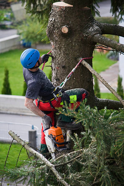 Best Fruit Tree Pruning  in Anna, TX