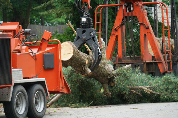 Best Mulching Services  in Anna, TX