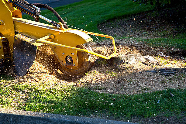 Best Tree Health Inspection  in Anna, TX